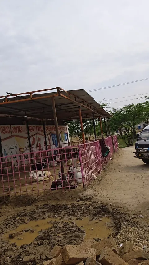 Sajawal Goat Farm in Dera Ghazi Khan, Punjab