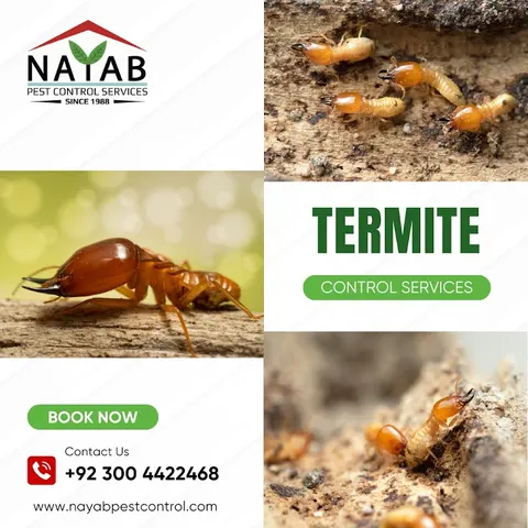 Nayab Pest Control Services in Lahore, Punjab