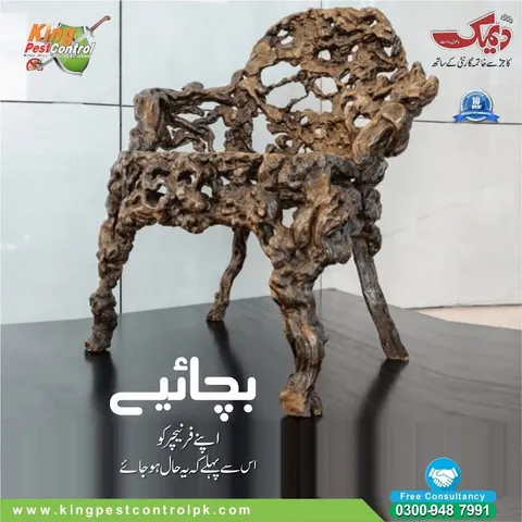 King Pest Control | Termite Treatment Services | Termite Control Lahore | Pest Control in Lahore in Lahore, Punjab