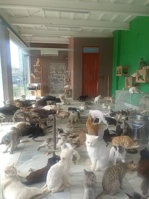 The Crazy Cats in Kala Shah Kaku, Punjab