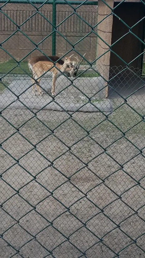 Citi Housing Zoo in Sialkot, Punjab