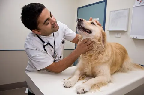 General Veterinary Hospital Lahore, Pakistan in Lahore, Punjab
