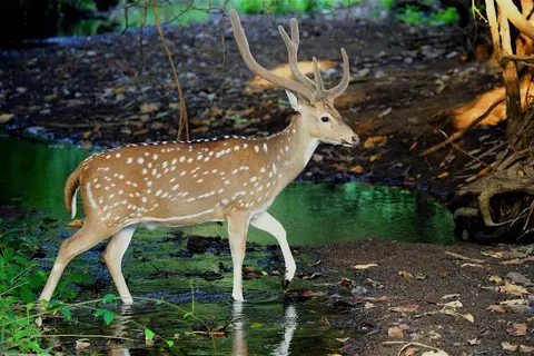 Gir National Park in Chitrod, GJ