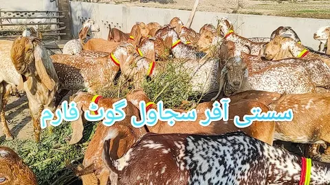 Sajawal Goat Farm in Dera Ghazi Khan, Punjab