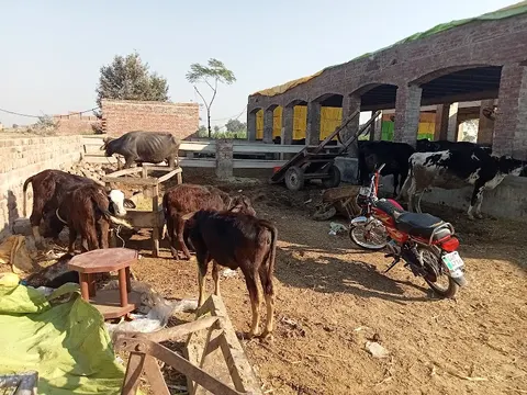 District Bar Association Sialkot in Sialkot, Punjab