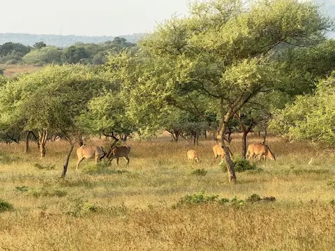 Gir National Park in Chitrod, GJ