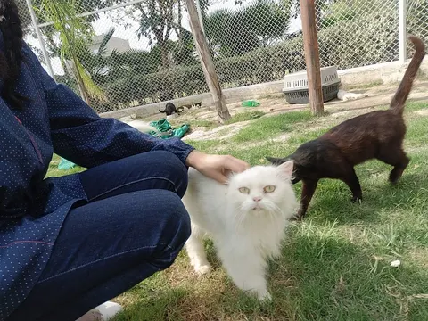 The Crazy Cats in Kala Shah Kaku, Punjab