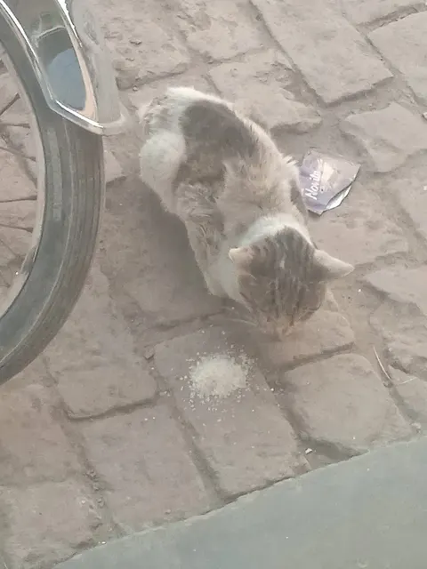 NKH Animal shelter in Lahore, Punjab