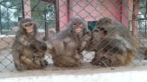 Wildlife Park Pirowal in Peerowal, Punjab