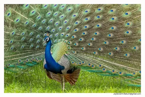 Gir National Park in Chitrod, GJ