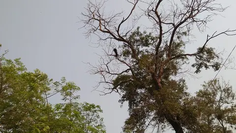 Old Sabzi Mandi Park in Khanewal, Punjab