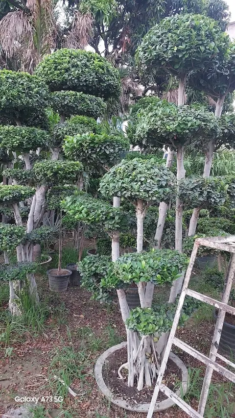 Ajmal Garden Nursery Sialkot in Sialkot, Punjab