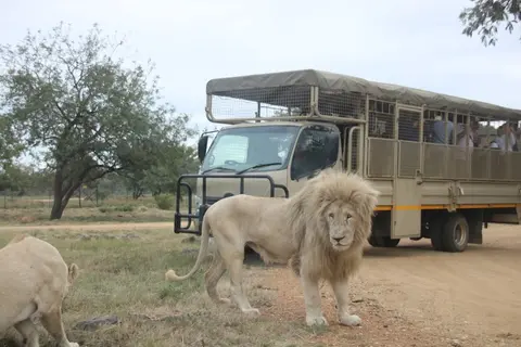 Lion & Safari Park in Broederstroom, NW