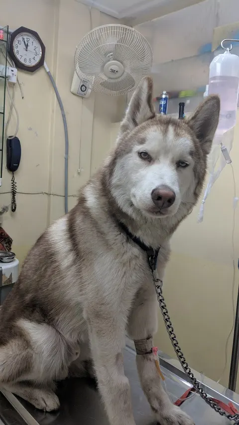 Asim Pets Clinic in Lahore, Punjab