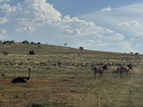 Lion & Safari Park in Broederstroom, NW