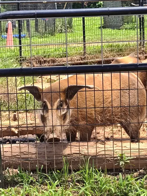 North Georgia Wildlife Park and Safari in Cleveland, GA