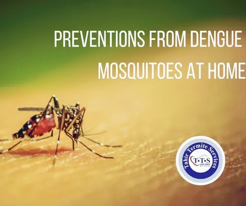 Tahir Termite Services in Lahore, Punjab