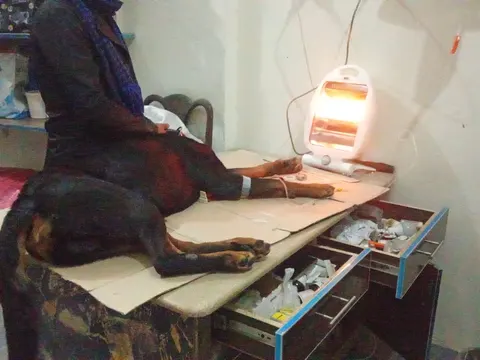 National Pets Clinic( جانوروں کاہسپتال)Chakwal in Chakwal, Punjab