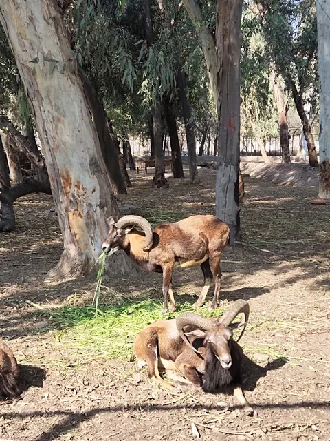 Wild Life Breeding Center Gatwala in Faisalabad, Punjab