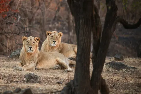 Gir National Park in Chitrod, GJ