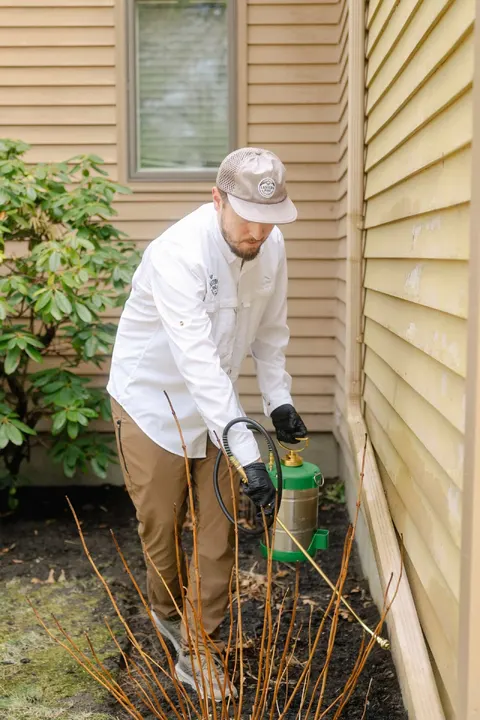 Eastern Pine Pest Control