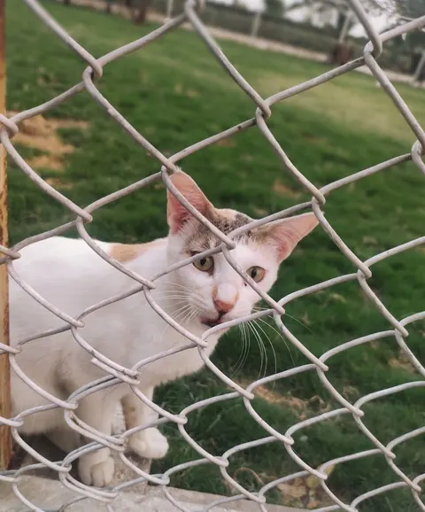 The Crazy Cats in Kala Shah Kaku, Punjab