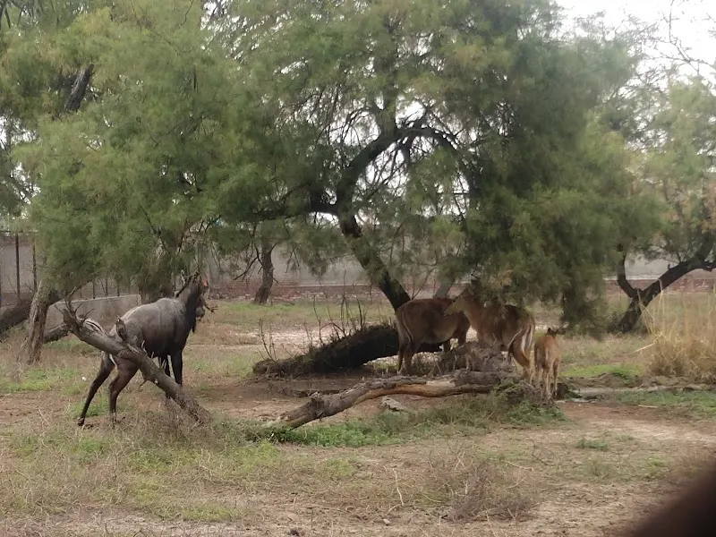 Wild Life Breeding Center Gatwala