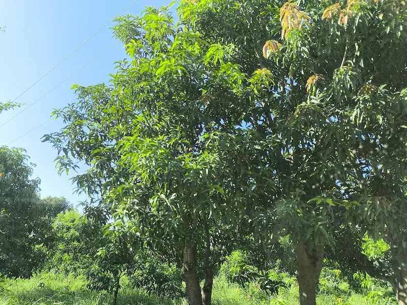 Gardezi Farms Multan, Agricultural Production in Multan