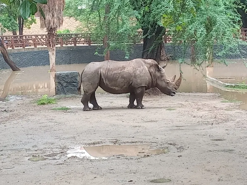 Lahore Zoo, Wildlife And Safari Park in Lahore