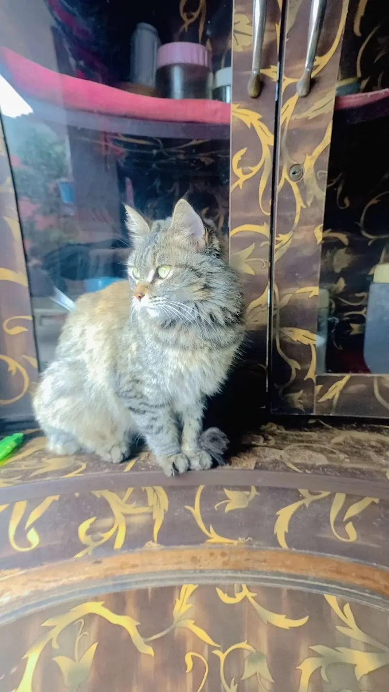 NKH Animal shelter, Animal Control Service in Lahore
