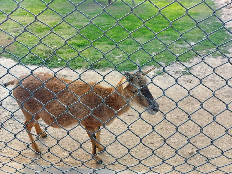 Zoo, Vehari, Weir in Vehari