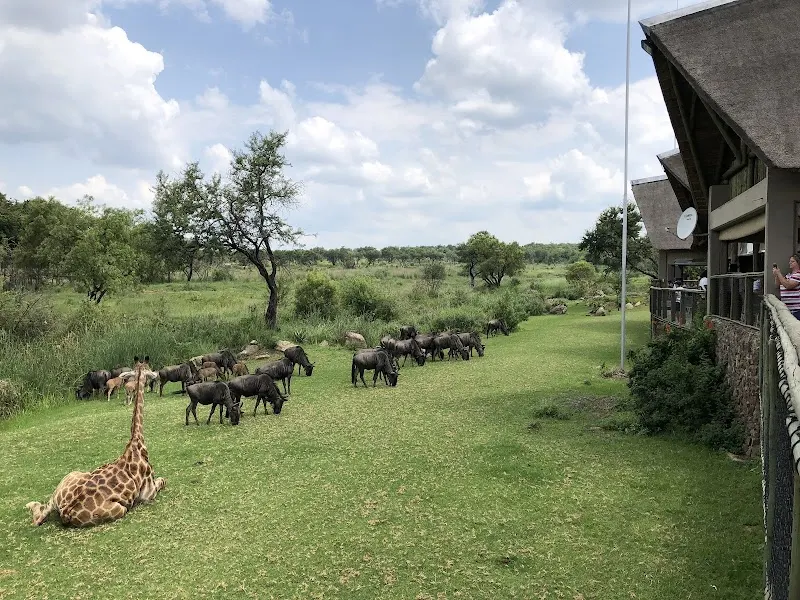 Lion & Safari Park, Wildlife And Safari Park in Broederstroom