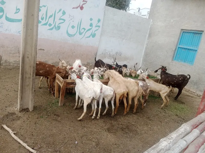 صابر گوٹ فارم Sabir Goat Farm, Farm School in Dera Ghazi Khan