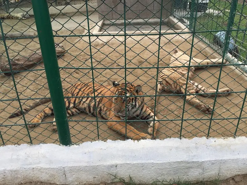 Citi Housing Zoo