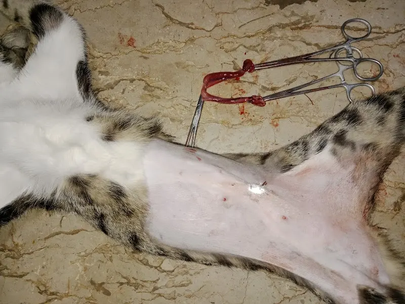 Sheikhupura Veterinary Doctor Um-e-Roman Veterinary surgeon, Fur Service in Sheikhupura