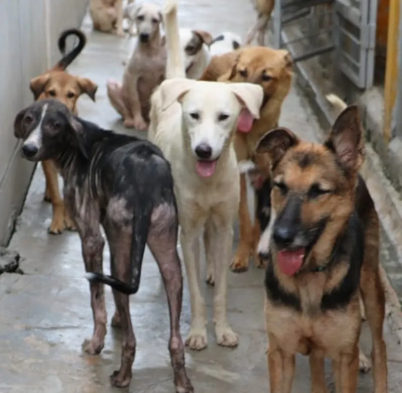 Todd's Welfare Society, Animal Shelter in Lahore