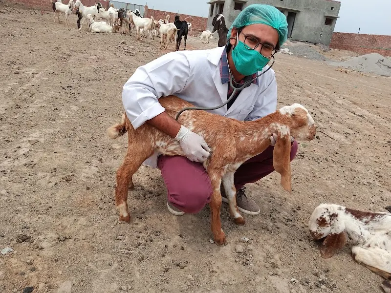 CALLVET ANIMALS & BIRDS HOSPITAL (CEODrAbdulWaheedFatim), Animal Control Service in Lahore