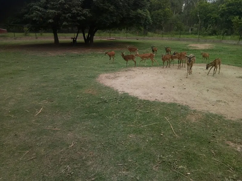 Rajana Forest Bhagat Wildlife Park, Wildlife Park in Chak 284 Gb