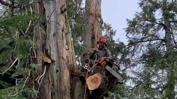 Timberscape Industries, Tree Service in Ketchikan