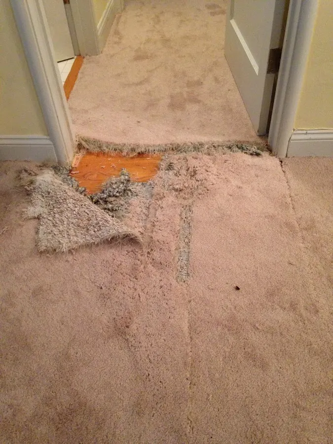 The Carpet Repair Guys, Carpet Installer in Santa Clara