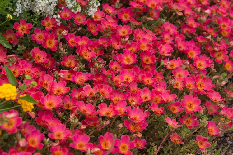 Piedmont Landscape Management, Landscape Designer in Augusta