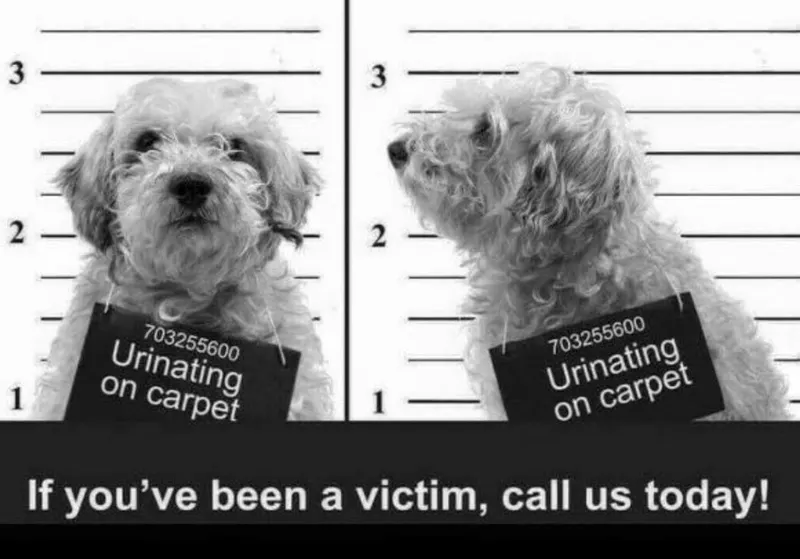 Hydrostar Carpet Cleaning, Carpet Cleaning Service in Knoxville