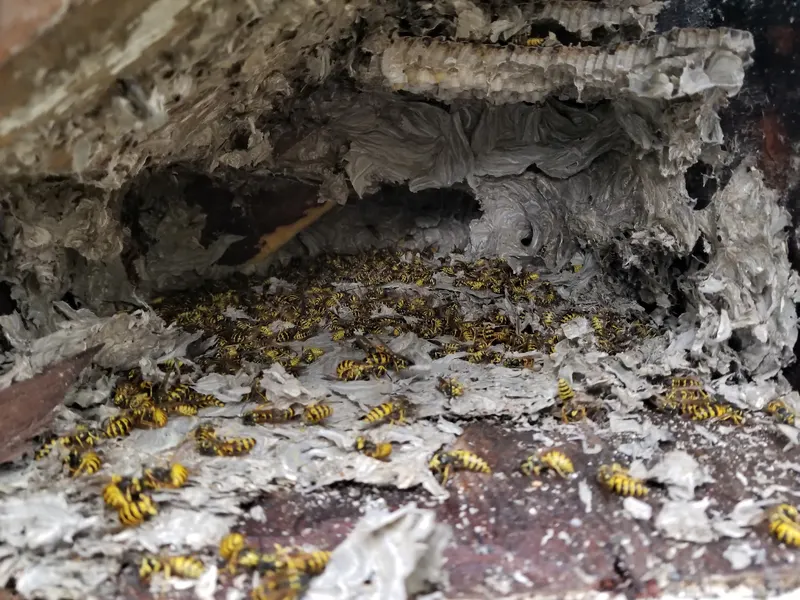 Pest Control Specialists, pest control service in Alton