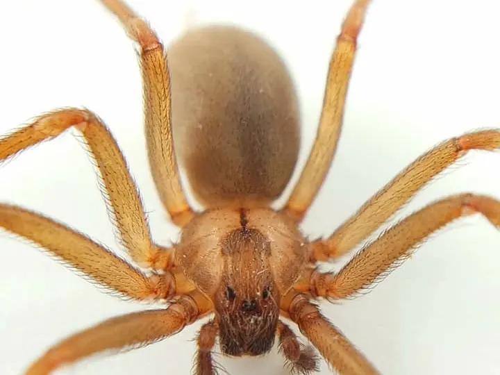 Swat Pest Management, Inc., pest control service in Evansville