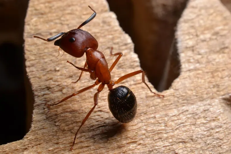 The Killers Pest Control Salem, pest control service in Salem