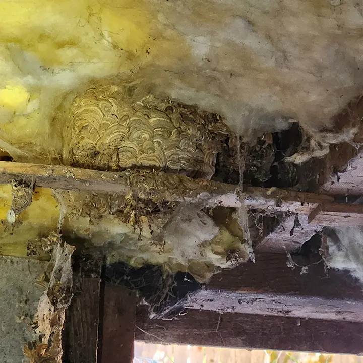 Northwest Termite & Pest Control