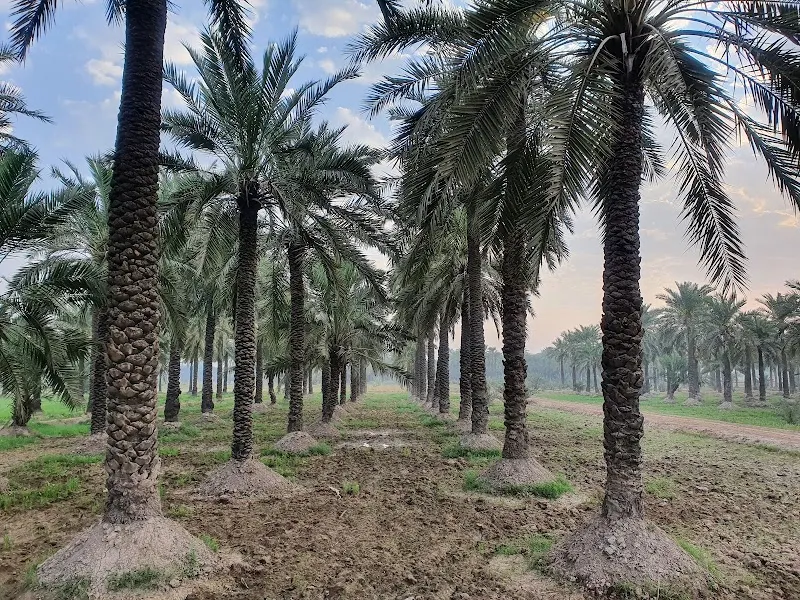 Dates Farm