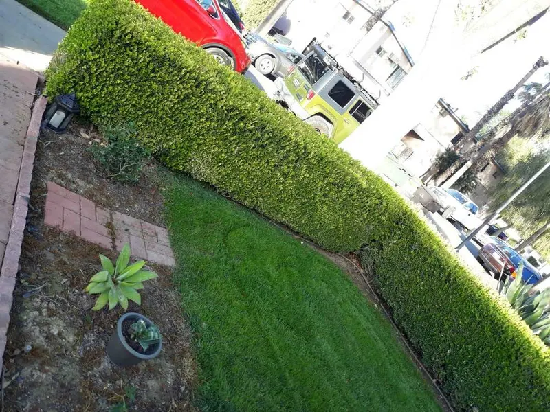 Vicente Gardening Service, Landscaper in Riverside