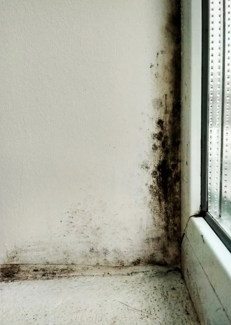 Mike's Restoration Cleaning LLC, water damage restoration service in Thibodaux
