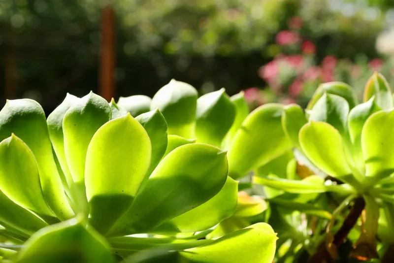 Greenscape Services, Garden Center in Springfield